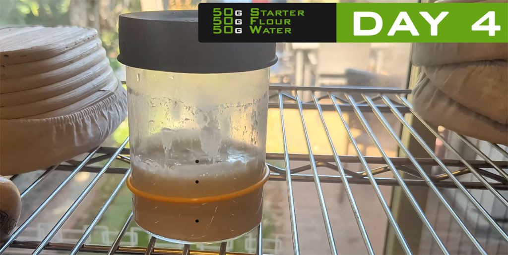 Day 4 sourdough starter – more bubbles and steady rise