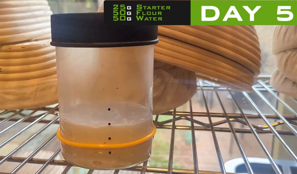 Day 5 sourdough starter – reducing feed ratio to control acidity