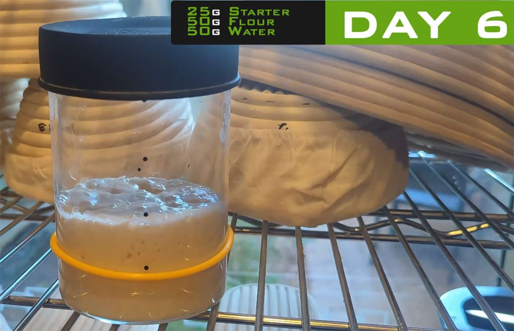 Day 6 sourdough starter – very active and rising quickly