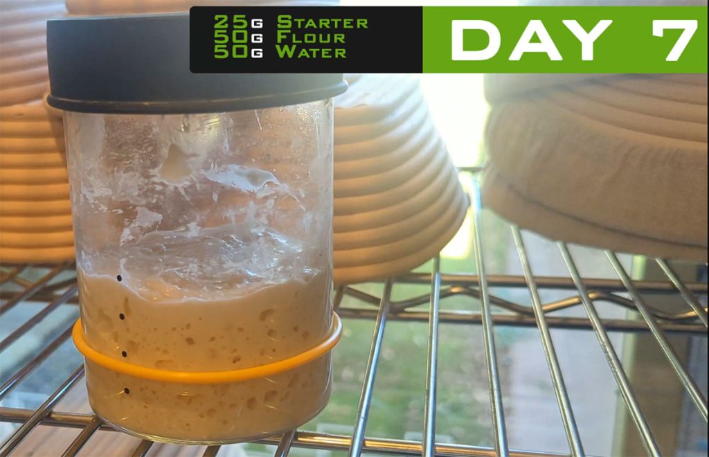 Day 7 sourdough starter – doubled in size and ready to bake with